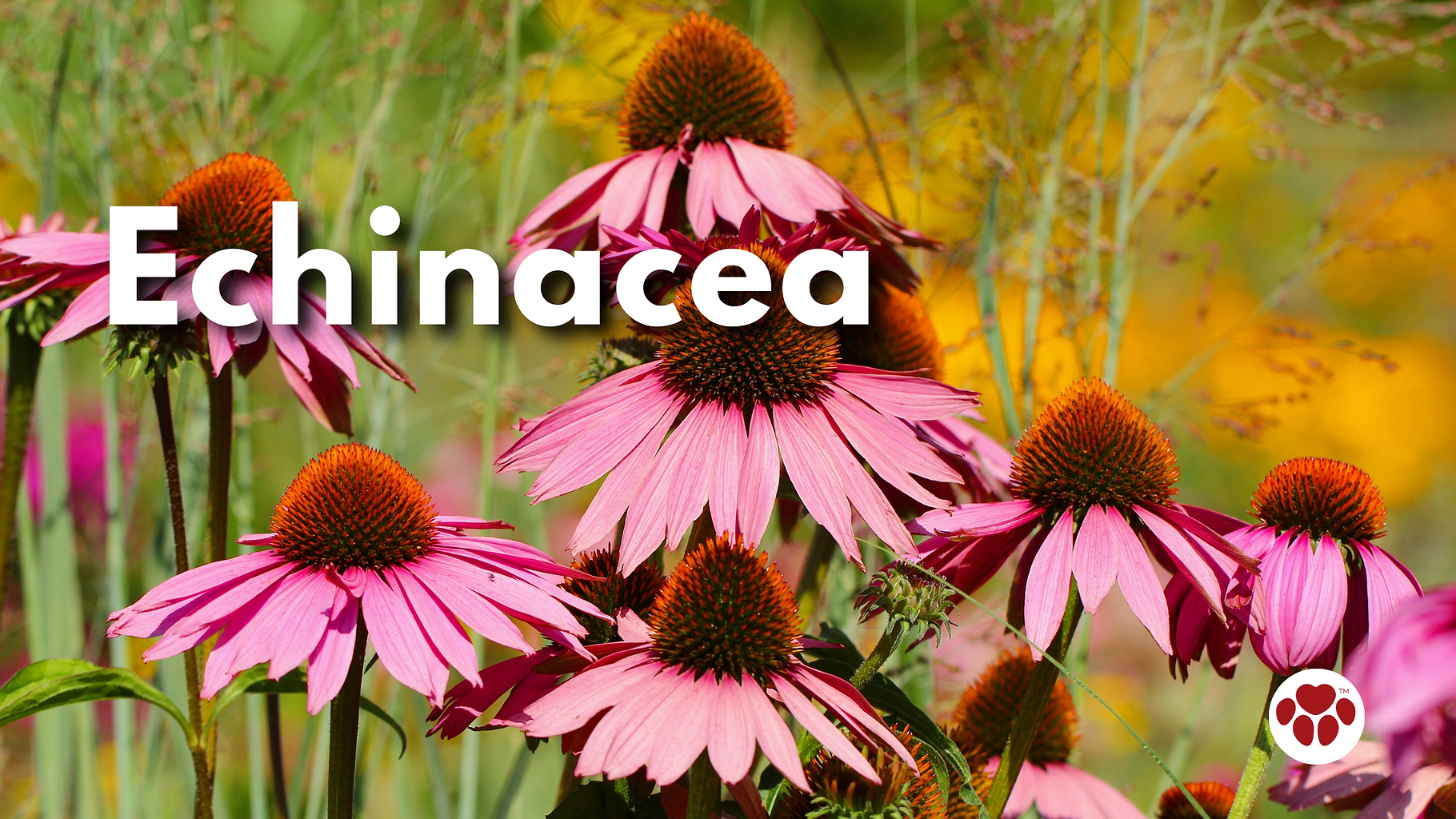 Echinacea