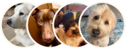 Four dogs of different breeds and colors in circular frames.
