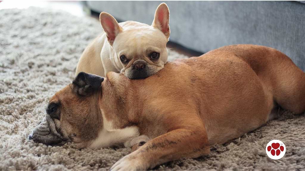 French Bulldog and Sleeping English Bulldog