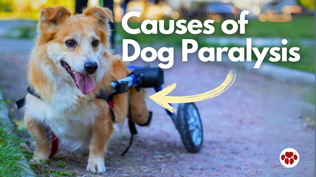 paralyzed dog