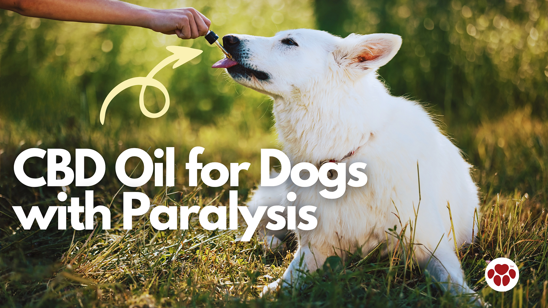 a paralyzed dog being given CBD oil