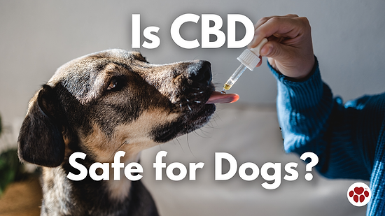 Dogs Using CBD Oil