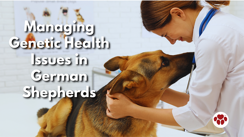 Managing Genetic Health Issues in German Shepherds