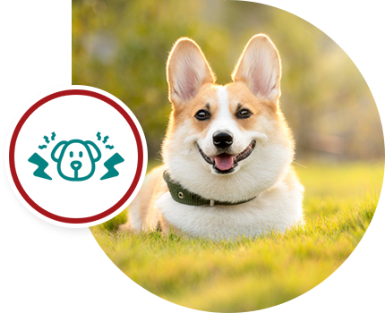 A happy corgi lying on the grass outdoors with an icon of a barking dog.