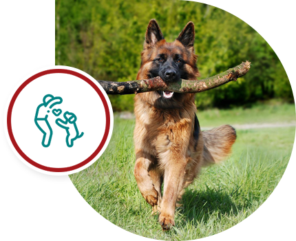 German Shepherd running with a large stick in its mouth on a grassy field.