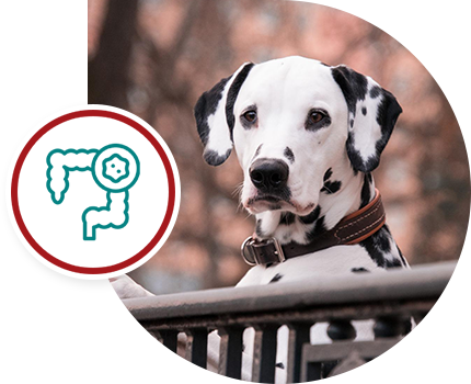 A Dalmatian dog with a digestive health icon overlay in the foreground.