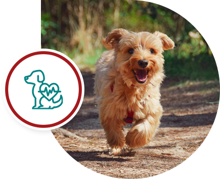 A happy small dog running outdoors on a dirt path.