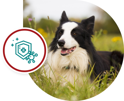 Border Collie lying in a grassy field with a health shield icon overlay.
