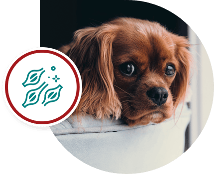 Cavalier King Charles Spaniel gazing out with a leaf icon beside it.