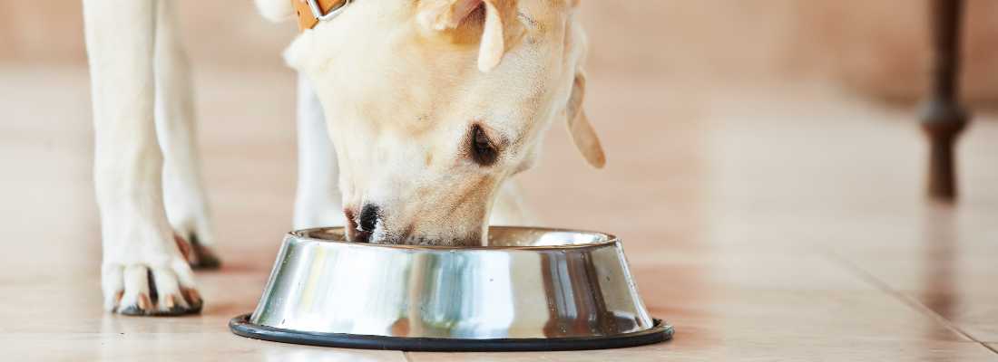 a dog eating in food bowl