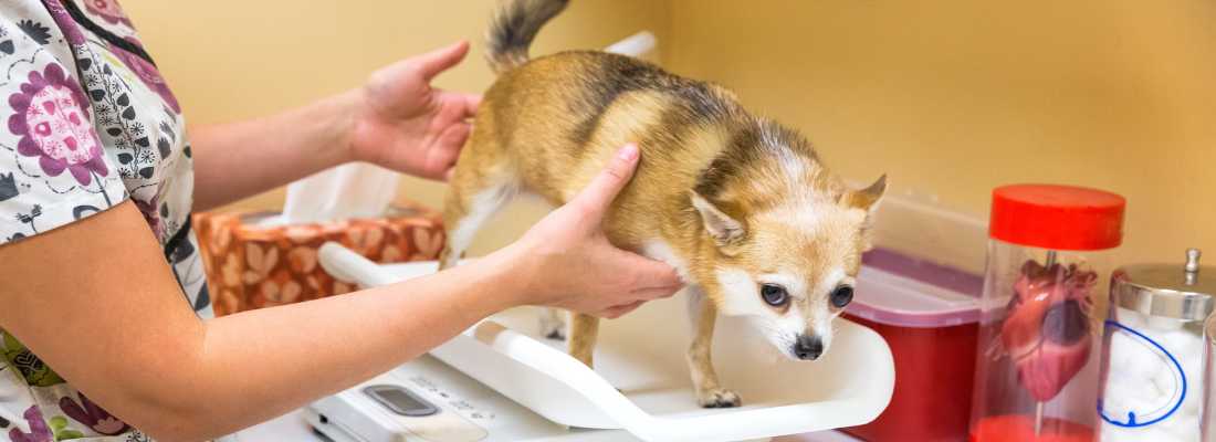 a dog on weighing scale