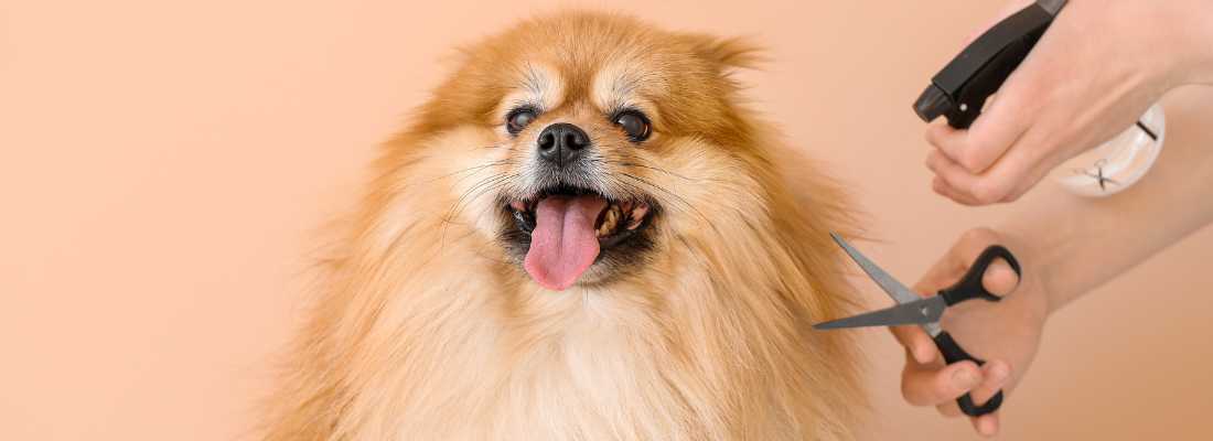 a dog with healthy hair