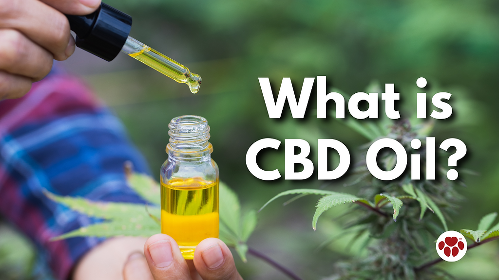 CBD Oil