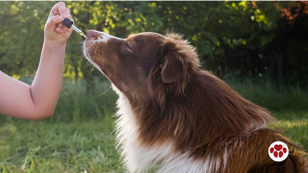 a dog taking cbd oil