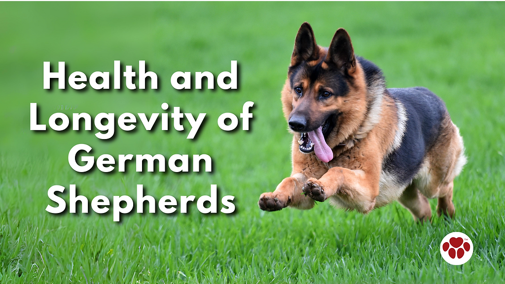 a healthy german shepherd