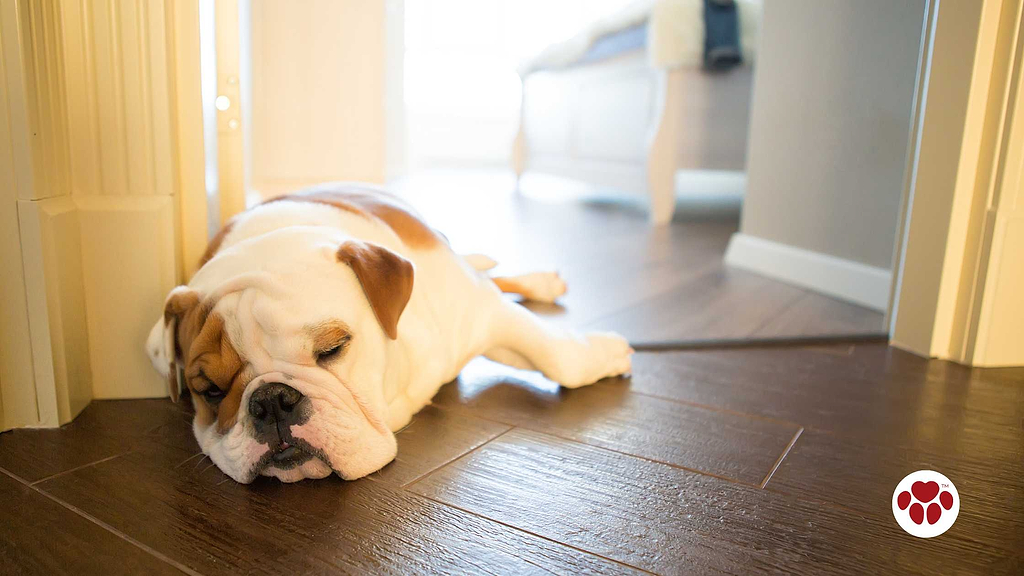 a sick English Bulldog