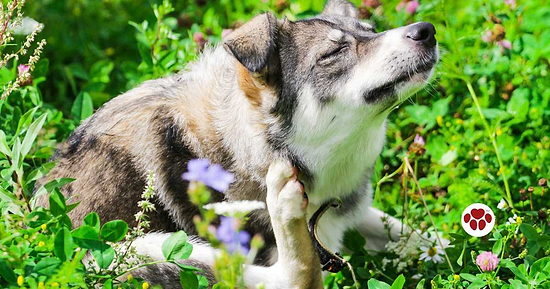 Dog with dairy allergies surrounded by flowers