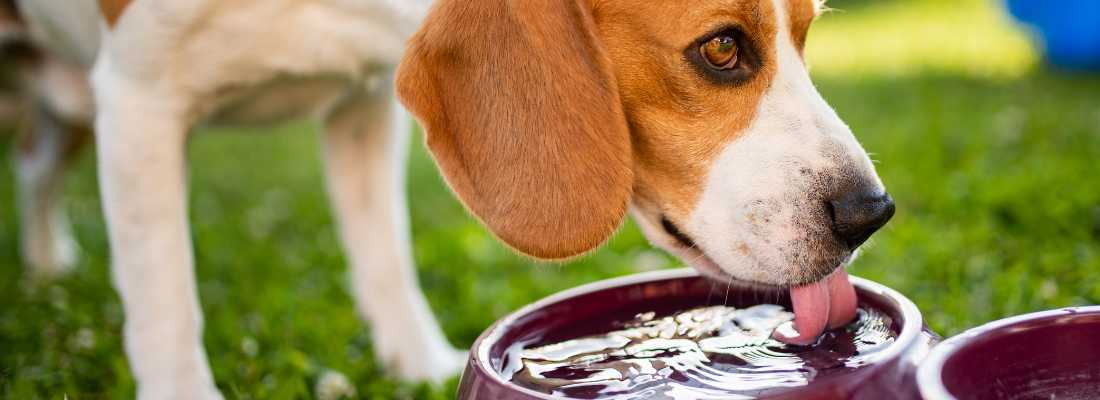 Dog Drinking Water from Dog Bowl