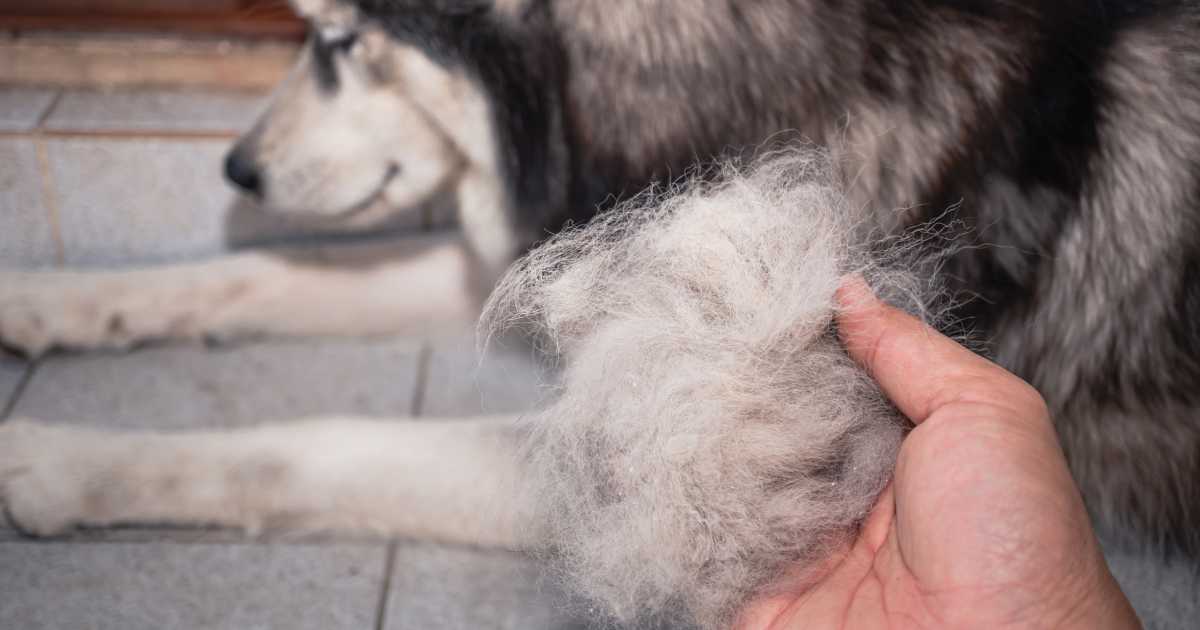dog hair loss