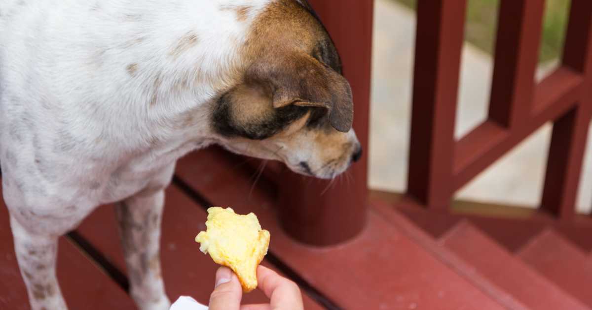 dog not wanting to eat