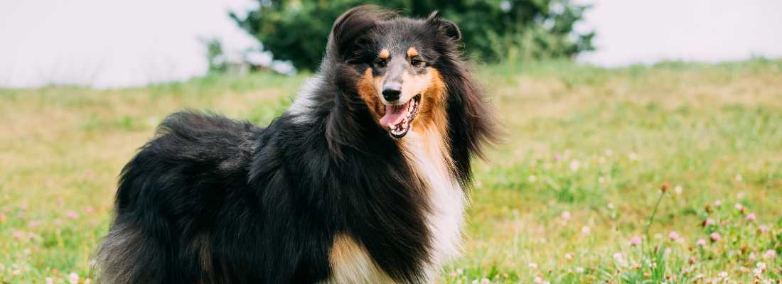 dog with healthy hair