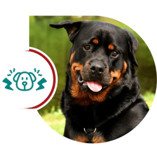 A happy Rottweiler with its tongue out, next to a dog icon.