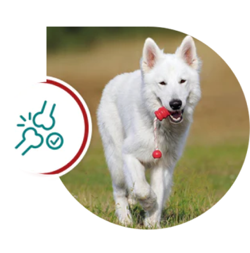 A white dog running with a red toy in its mouth.