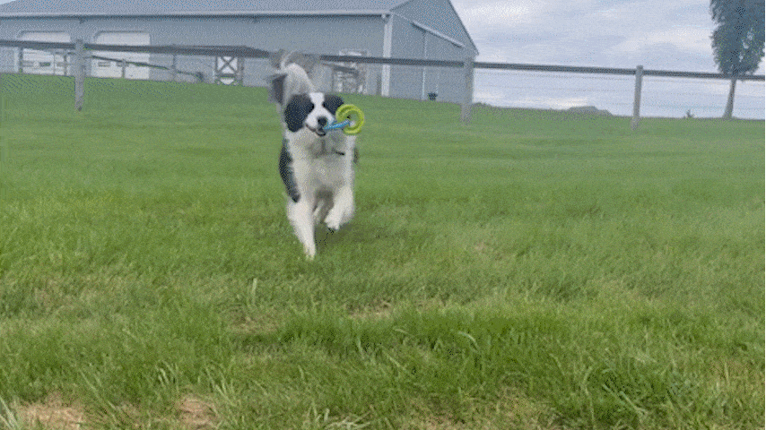 A dog running on grass with a toy in its mouth near a fenced yard.
