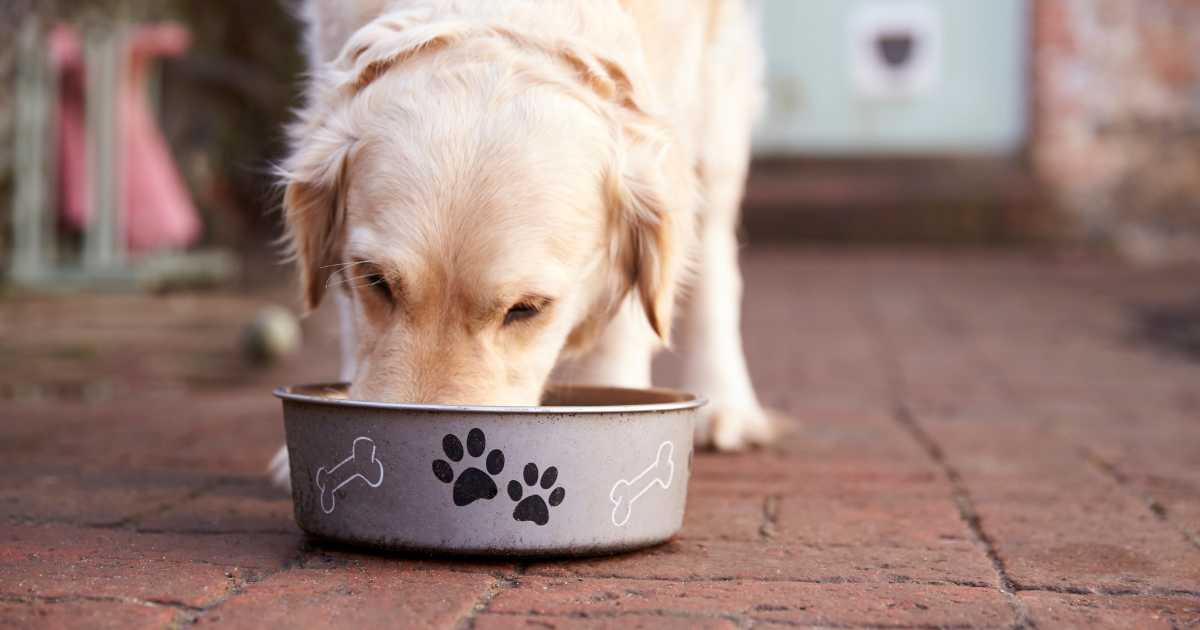 Labrador Eating from Dog Bowl