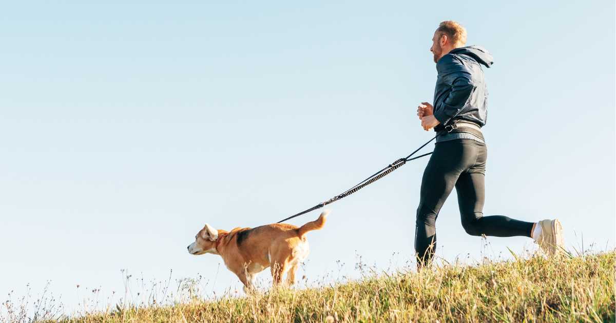 Vet Doctor Examining Labrador Dog