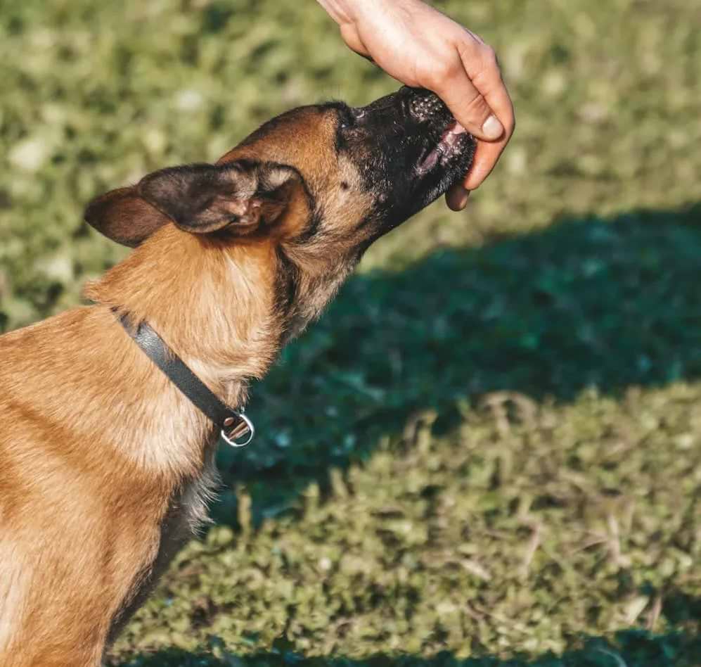 A brown dog with a black collar gently nibbles or licks a person’s hand, showing trust and connection in a grassy outdoor setting.