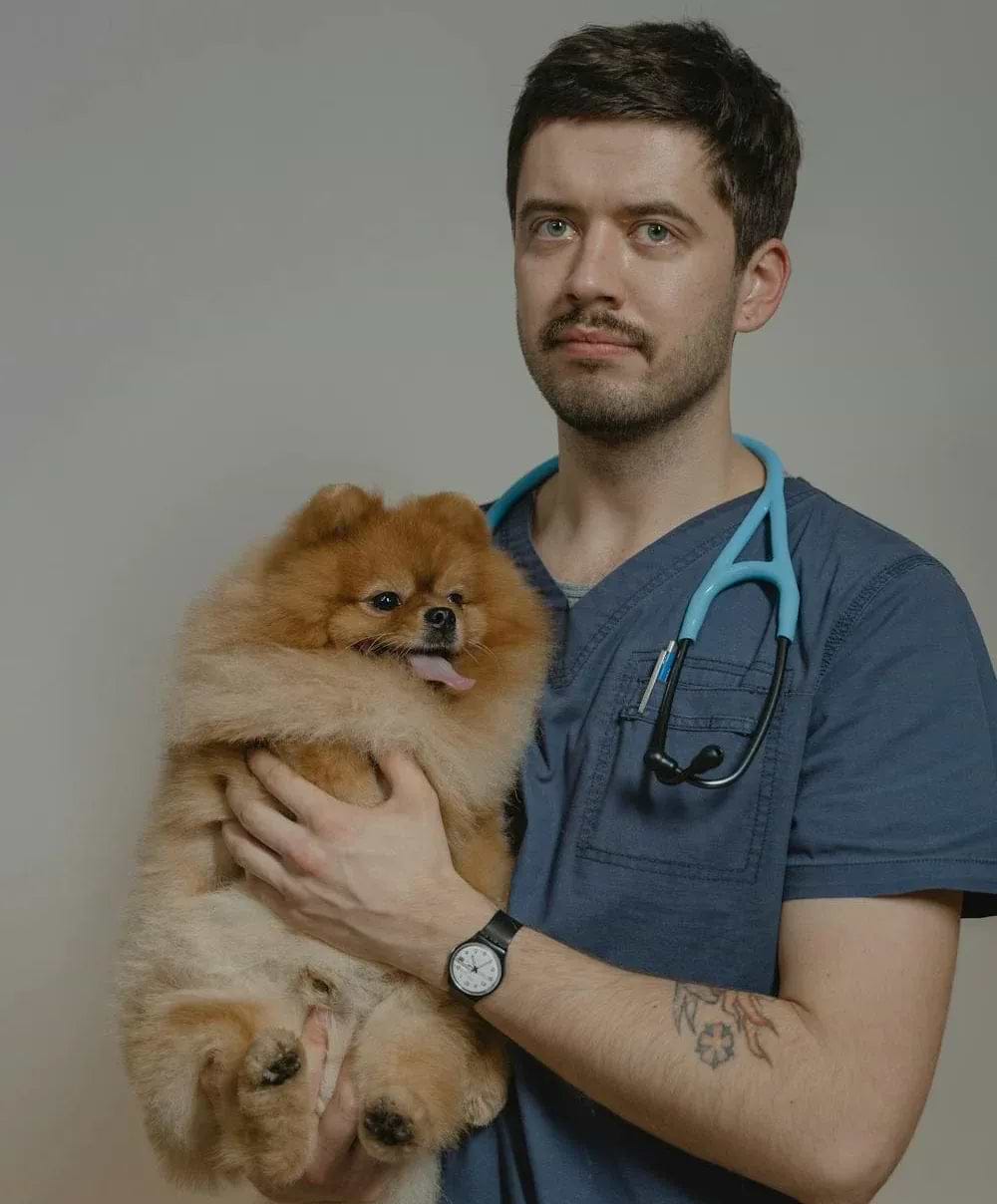 A male veterinarian in blue scrubs with a stethoscope holds a fluffy Pomeranian dog, looking calm and professional against a neutral background.