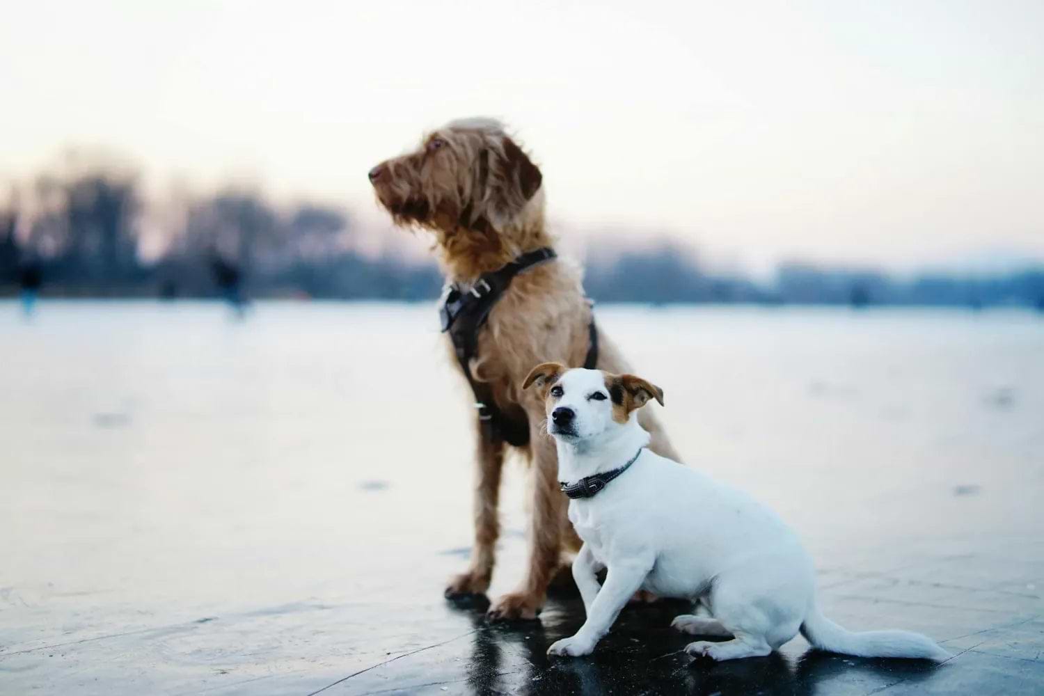 wo dogs sit on a frozen surface; a large, scruffy brown dog looks into the distance, while a small white dog sits calmly nearby.