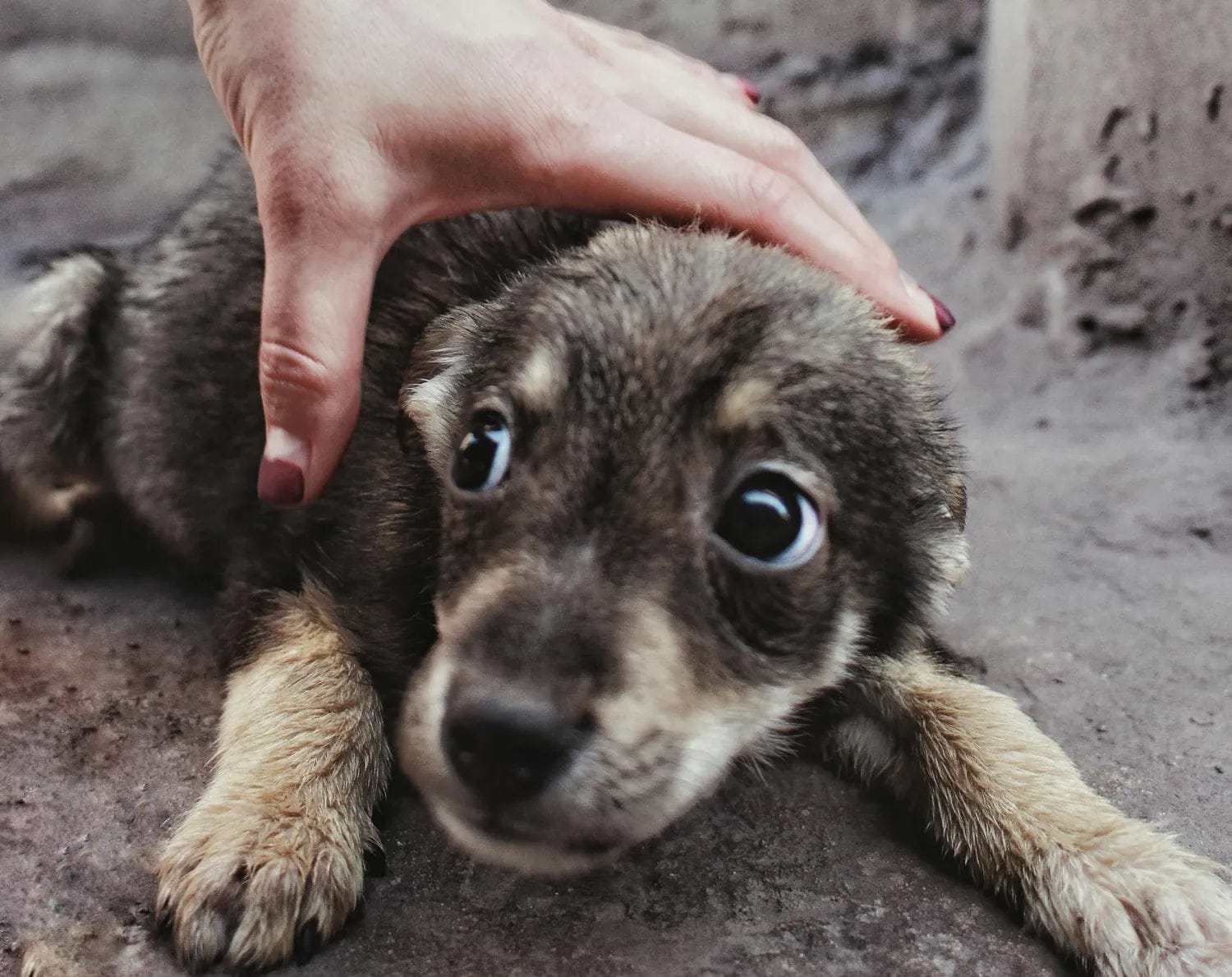 A small, anxious puppy with wide eyes lies on the ground while a human hand gently pets its head, offering comfort and care.
