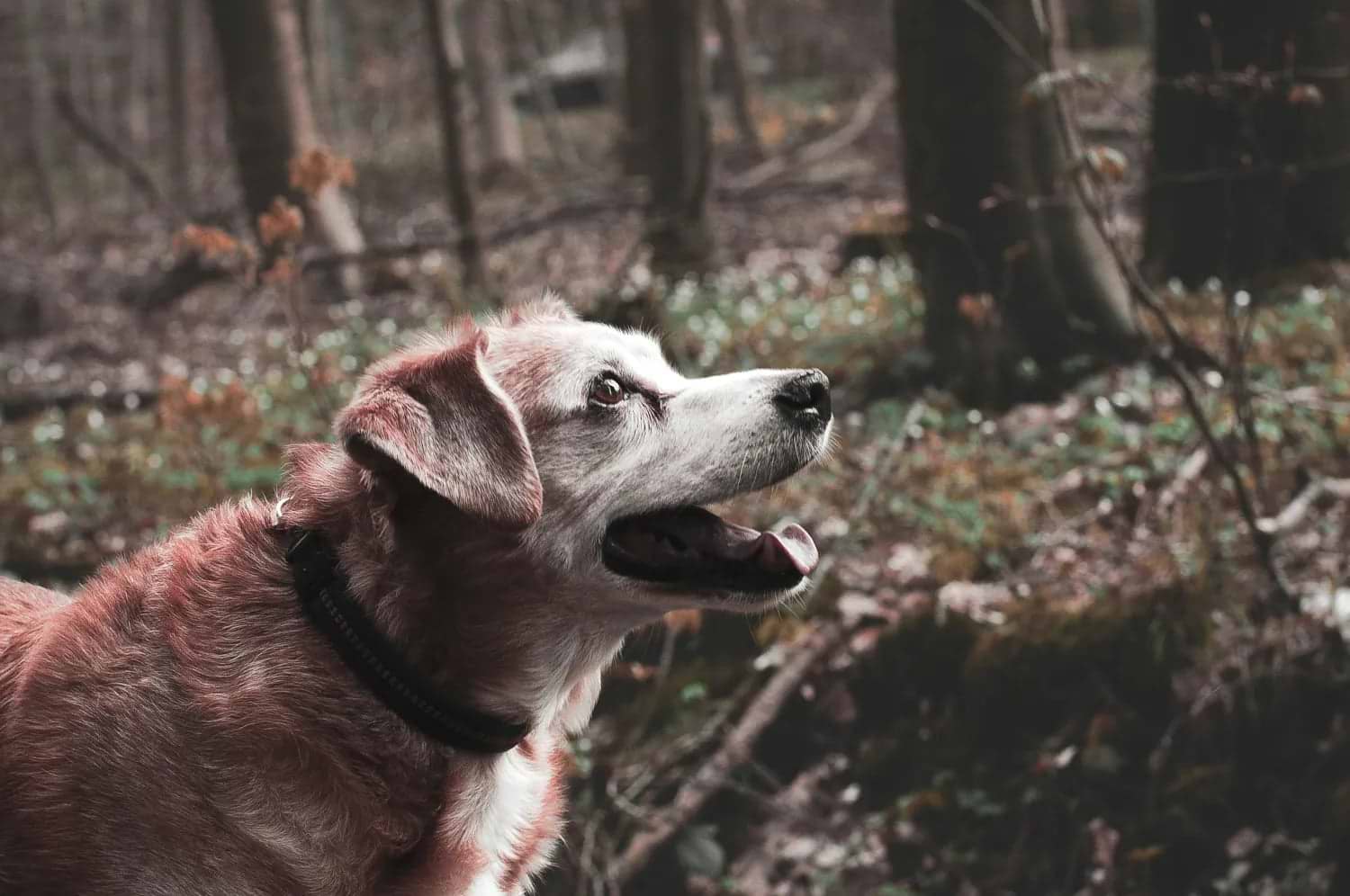 A senior dog with graying fur and a collar gazes ahead with a happy expression, standing in a serene, wooded forest setting.