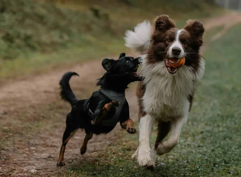 Two dogs playfully run along a forest path; a brown and white Border Collie carries a ball, while a smaller black dog leaps beside it.