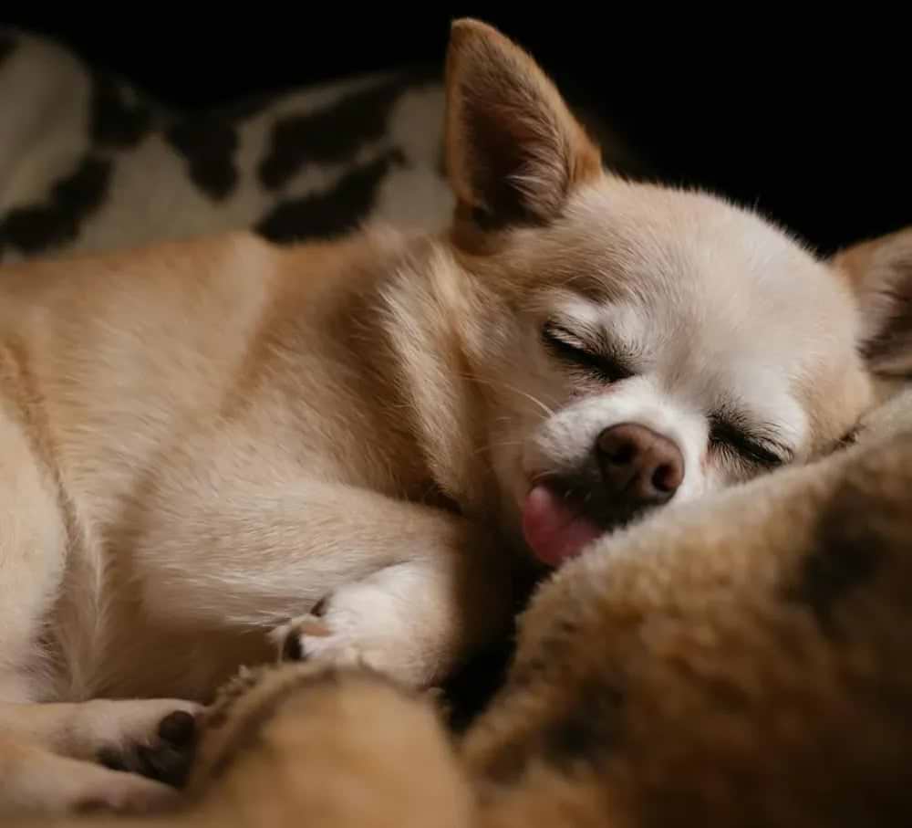 A small, light-brown Chihuahua sleeps peacefully on a soft blanket, its tongue slightly sticking out and ears relaxed.