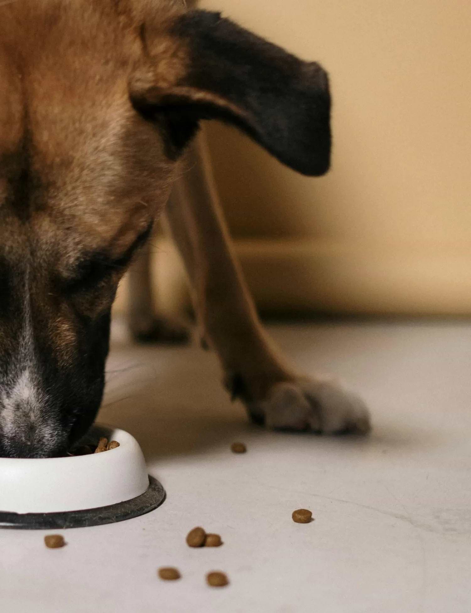 A close-up of a dog eating kibble from a white bowl, with scattered food pieces on the floor and its paw visible in the background.