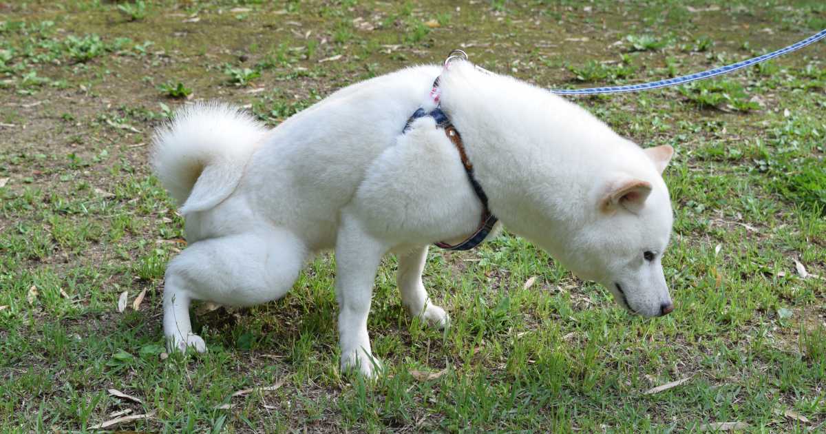 Pooping white dog