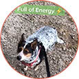 'Spotted dog on a leash with text reading 'Full of Energy'.'
