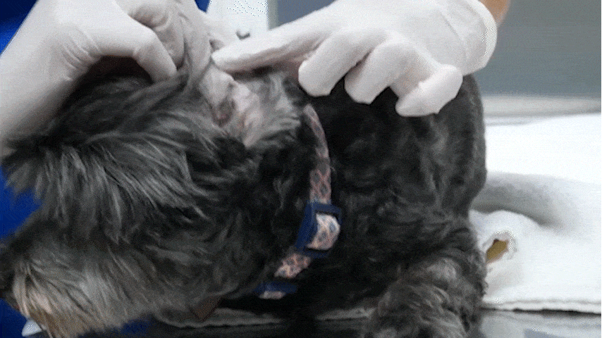 Veterinarian examining a dog's ear infection.
