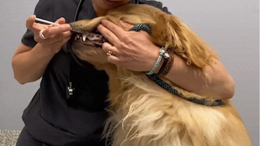 A person brushing a golden retriever's teeth during a dental checkup.