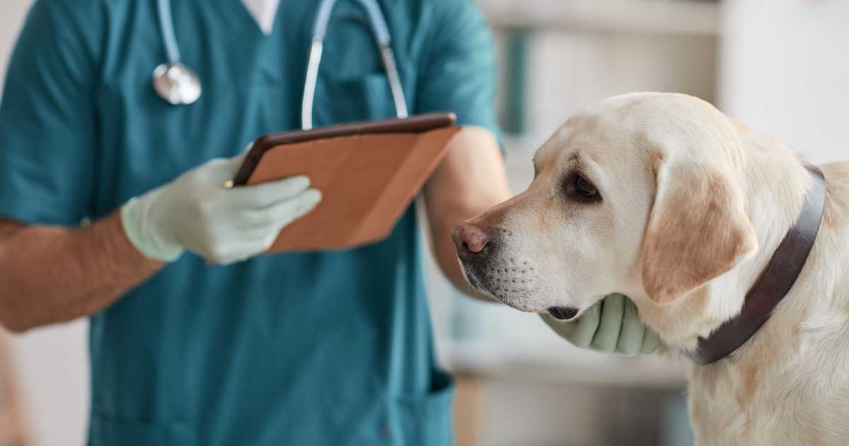 Vet Doctor Examining Labrador Dog