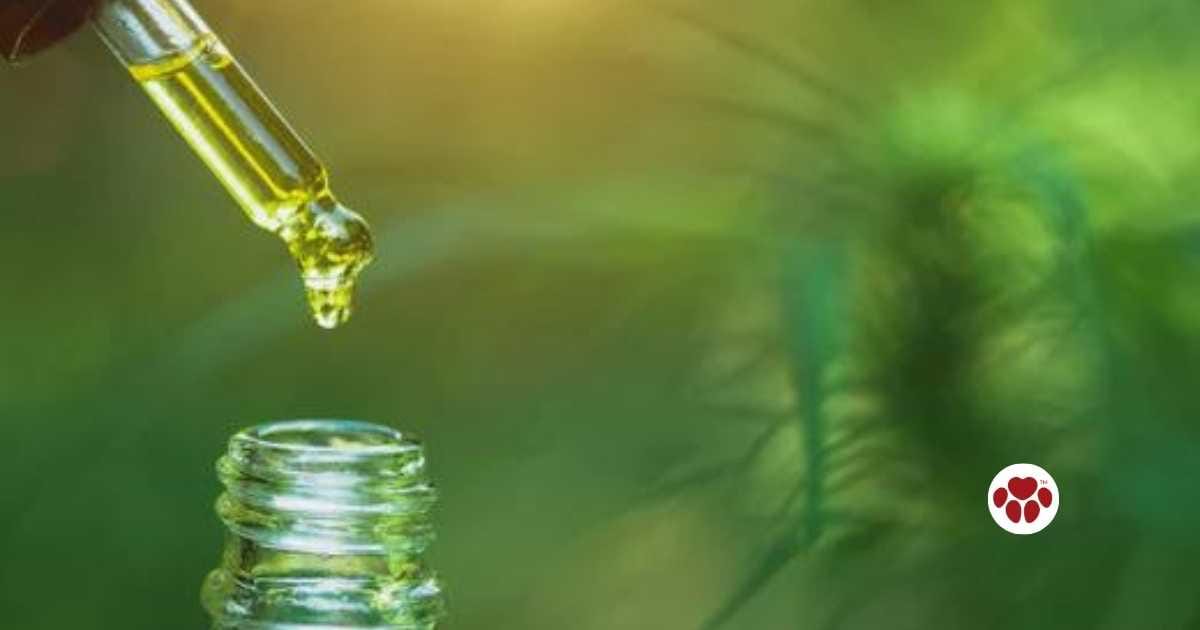 A dropper depositing oil into a glass bottle against a green, blurred background.
