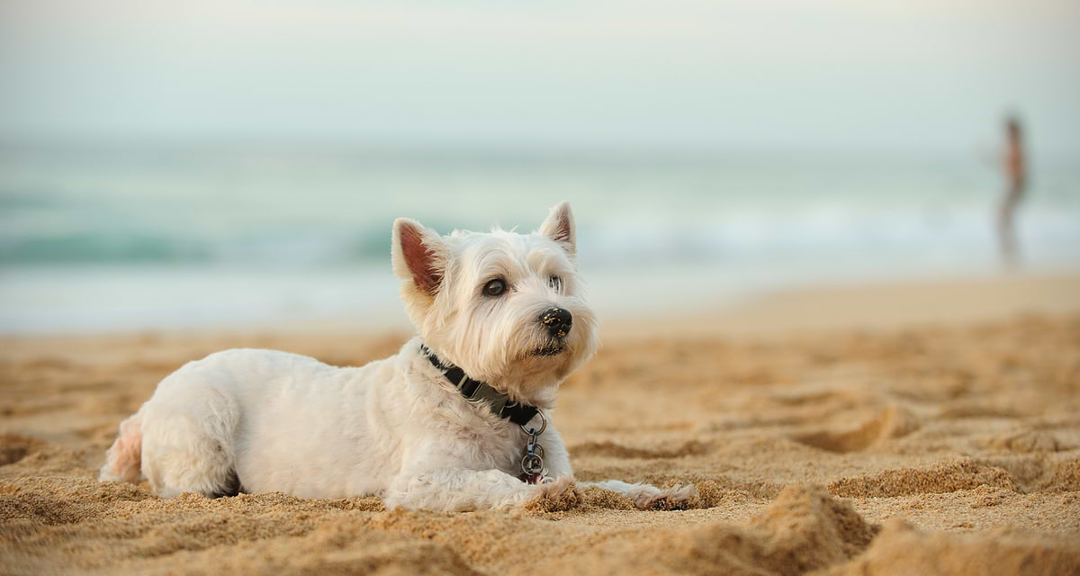 CBD balm for dogs