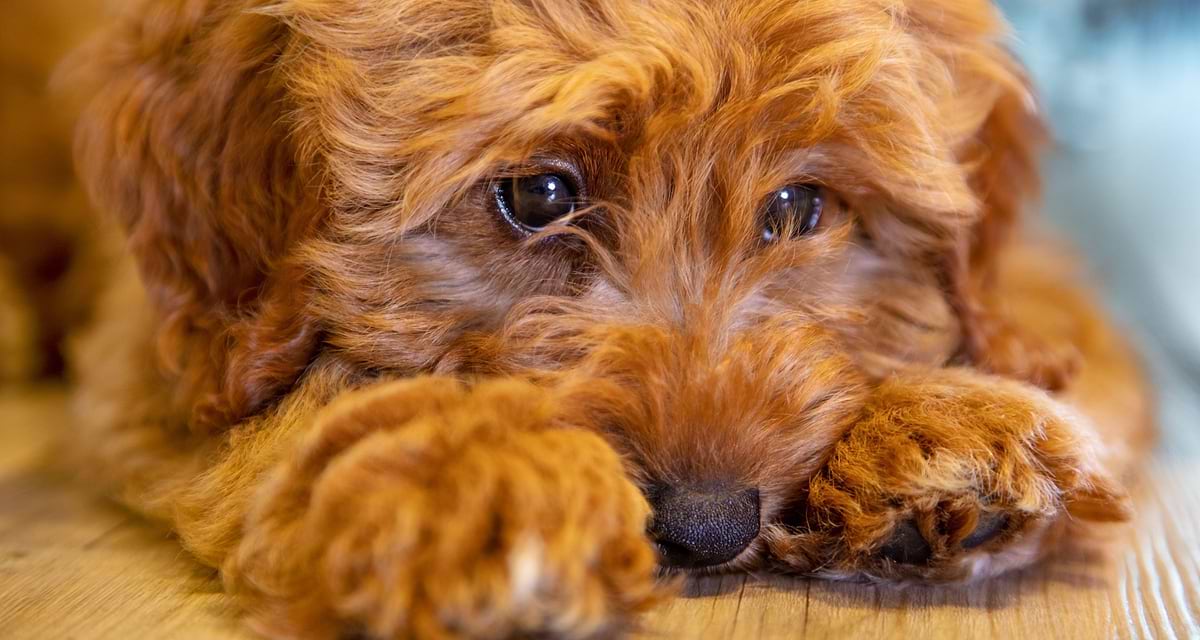 Dog vulvar dermatitis home remedies