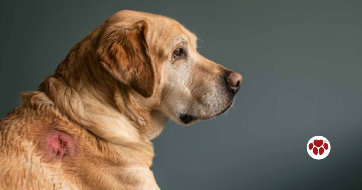 Hotspots in dogs