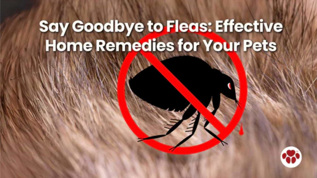 Home remedies to get rid of fleas in dogs