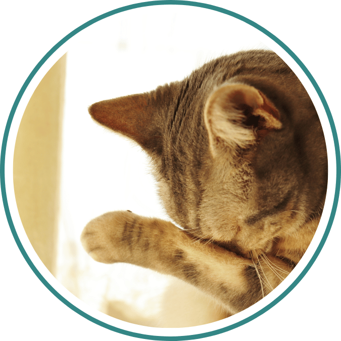 Anxious cat licking paws.png