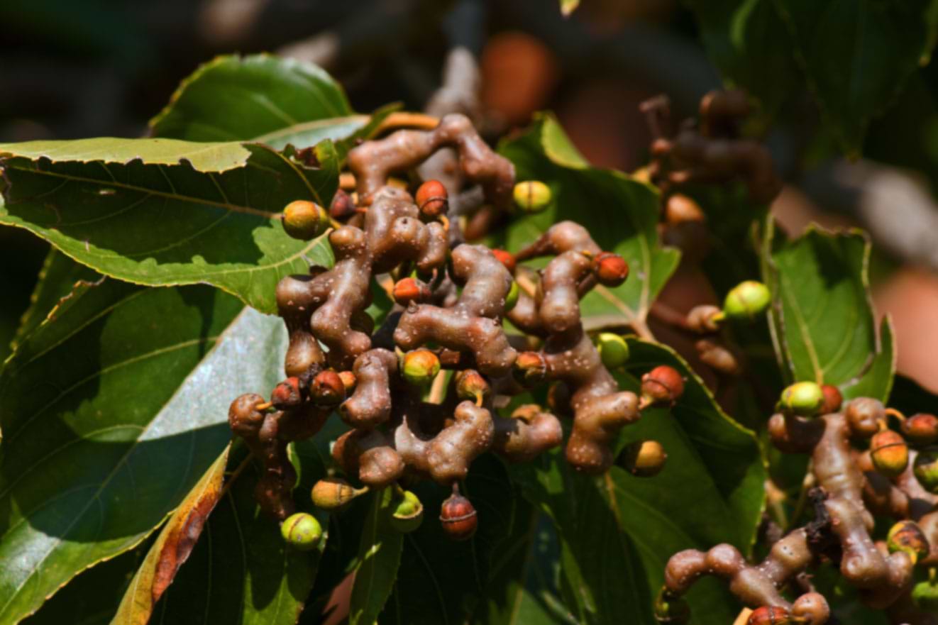 Japanese Raisin